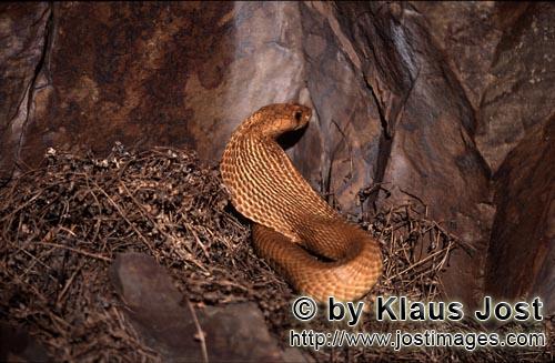 Kapkobra/Cape Cobra/Naja nivea        Cape Cobra comes out of the brushwood        