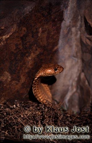 Kapkobra/Cape Cobra/Naja nivea        Cape cobra rises from the brushwood