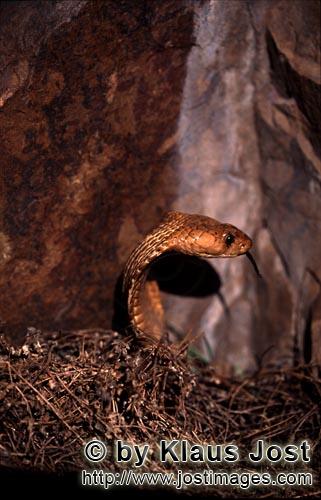 Kapkobra/Cape Cobra/Naja nivea        Cape Cobra over brushwood