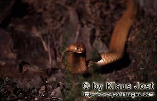 Kapkobra/Cape Cobra/Naja nivea        The Cape Cobra has big eyes