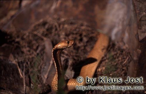 Kapkobra/Cape Cobra/Naja nivea        Cape Cobra comes out of the brushwood