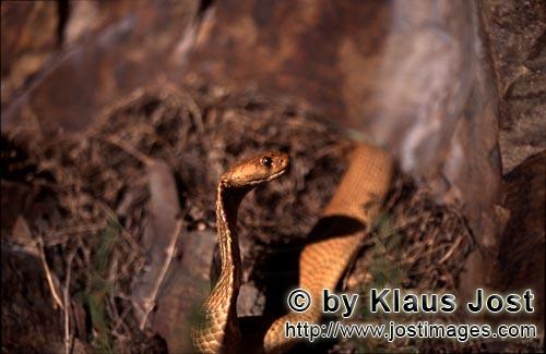 Kapkobra/Cape Cobra/Naja nivea        Cape Cobra in the undergrowth in front of the rocks