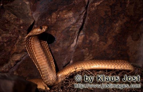 Kapkobra/Cape Cobra/Naja nivea        Erected Cape Cobra before colorful rock wall