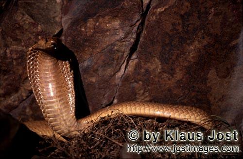 Kapkobra/Cape Cobra/Naja nivea        Erected Cape Cobra in front of colorful rocks    
