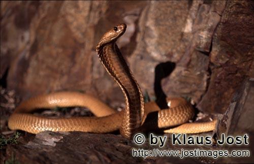 Kapkobra/Cape Cobra/Naja nivea        Beautiful "Golden" Cape Cobra