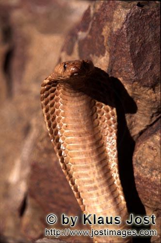 Kapkobra/Cape Cobra/Naja nivea        Cape Cobra shows her impressive threatening behavior        