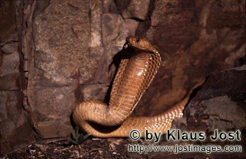 Kapkobra/Cape Cobra/Naja nivea        Cape Cobra spread a hood