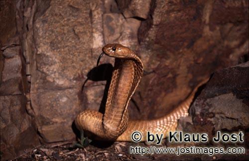 Kapkobra/Cape Cobra/Naja nivea        Impressive Cape Cobra        
