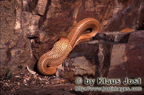 Kapkobra/Cape Cobra/Naja nivea        Golden shiny Cape Cobra