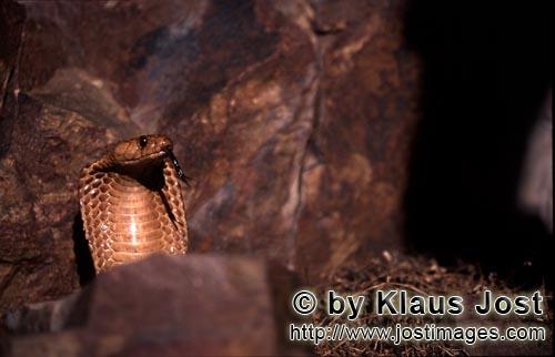 Kapkobra/Cape Cobra/Naja nivea        Cape Cobra over colourful rocks