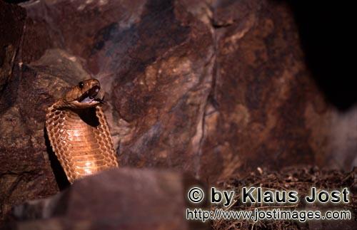 Kapkobra/Cape Cobra/Naja nivea        Cape Cobra (Naja nivea) 