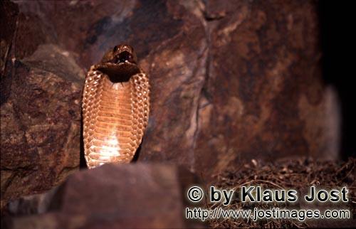 Kapkobra/Cape Cobra/Naja nivea        Cape Cobra hold its front section erect and spread its hood</b