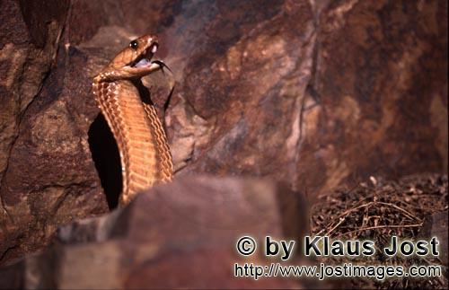 Kapkobra/Cape Cobra/Naja nivea        /Cape Cobra beautiful and dangerous    