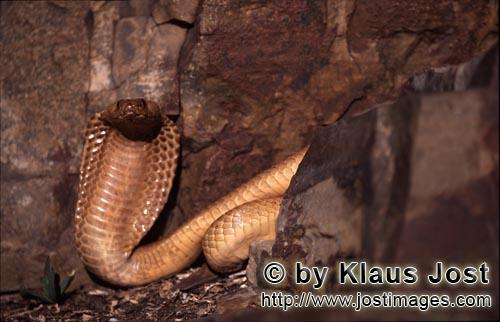 Kapkobra/Cape Cobra/Naja nivea        Cape Cobra before colorful rocks