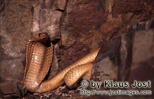 Kapkobra/Cape Cobra/Naja nivea        Cape Cobra in colorful rocks
