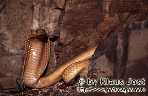 Kapkobra/Cape Cobra/Naja nivea        Cape Cobra in front of rock wall