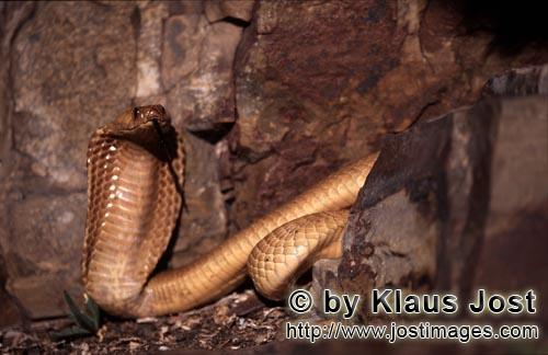 Kapkobra/Cape Cobra/Naja nivea        Attentive Cape Cobra
