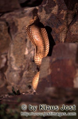 Kapkobra/Cape Cobra/Naja nivea        Erect Cape Cobra with colorful rocks