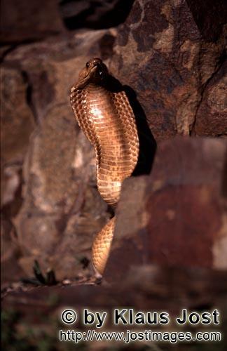 Kapkobra/Cape Cobra/Naja nivea        Erected Cape Cobra,in colorful rock landscape