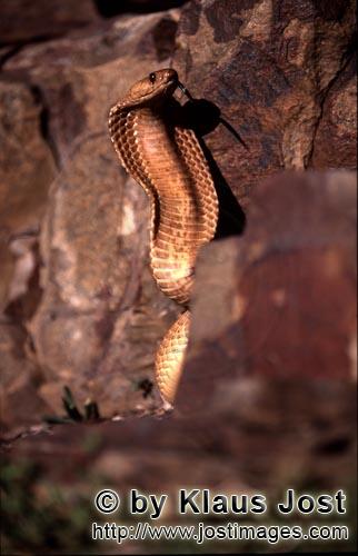 Kapkobra/Cape Cobra/Naja nivea        Cape Cobra hold its front section erect and spread its hood</b