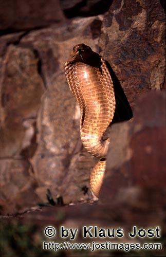 Kapkobra/Cape Cobra/Naja nivea        Dangerous Beauty Cape Cobra