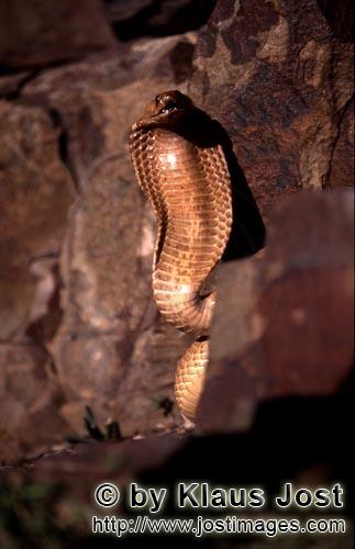 Kapkobra/Cape Cobra/Naja nivea        Cape Cobra with imposing threatening behavior