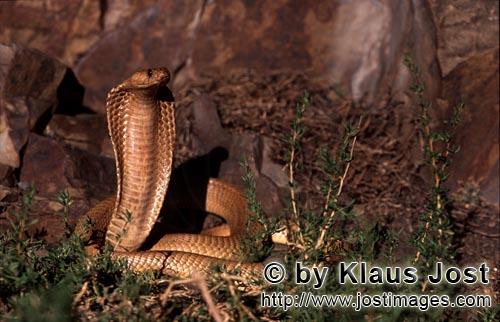Kapkobra/Cape Cobra/Naja nivea        Cape Cobra (Naja nivea)