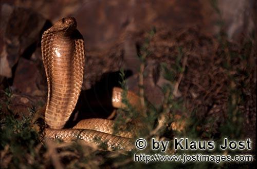 Kapkobra/Cape Cobra/Naja nivea        Dangerous beauty Cape Cobra