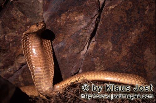 Kapkobra/Cape Cobra/Naja nivea        Cape Cobra spread its hood