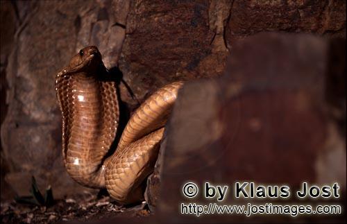 Kapkobra/Cape Cobra/Naja nivea        Cape Cobra at the foot of rock wall