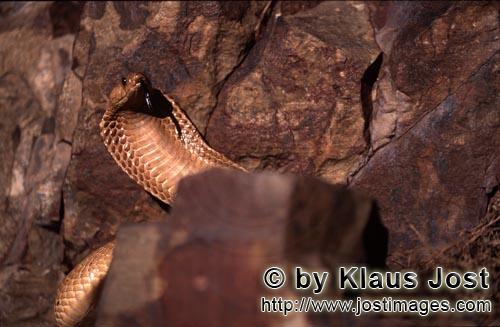 Kapkobra/Cape Cobra/Naja nivea        Cape Cobra behind boulder
