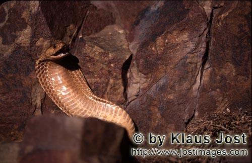 Kapkobra/Cape Cobra/Naja nivea        The Cape Cobra is beautiful but dangerous