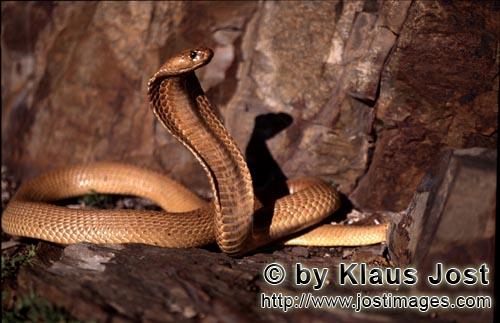 Kapkobra/Cape Cobra/Naja nivea        Cape Cobra a dangerous beauty        