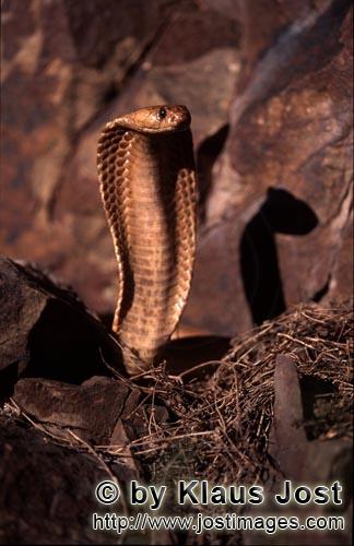 Kapkobra/Cape Cobra/Naja nivea        Cape Cobra: Beautiful and dangerous