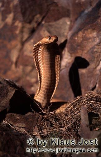 Kapkobra/Cape Cobra/Naja nivea        Cape Cobra spread its hood