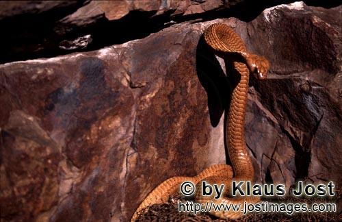 Kapkobra/Cape Cobra/Naja nivea        Cape Cobra in front of colorful rock wall