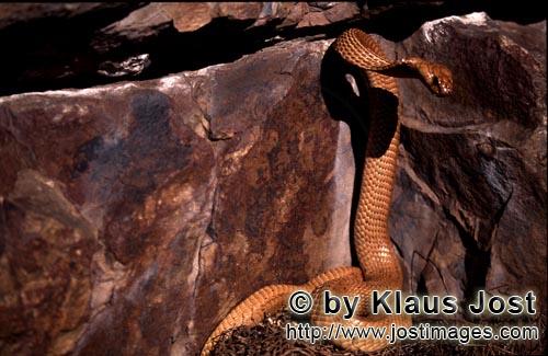 Kapkobra/Cape Cobra/Naja nivea        Cape Cobra before dark crevice