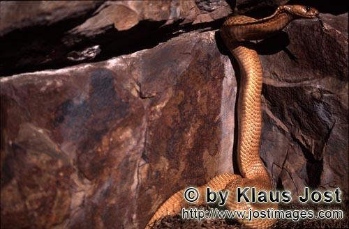 Kapkobra/Cape Cobra/Naja nivea        Cape Cobra explores dark crevice