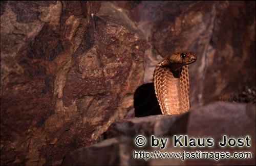 Kapkobra/Cape Cobra/Naja nivea        Cape Cobra looks out from behind a boulder
