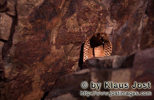 Kapkobra/Cape Cobra/Naja nivea        Cape Cobra behind a boulder 