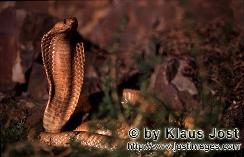 Kapkobra/Cape Cobra/Naja nivea        Fascinatingly beautiful Cape Cobra