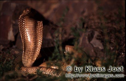 Kapkobra/Cape Cobra/Naja nivea        Exceptionally beautiful Cape Cobra    