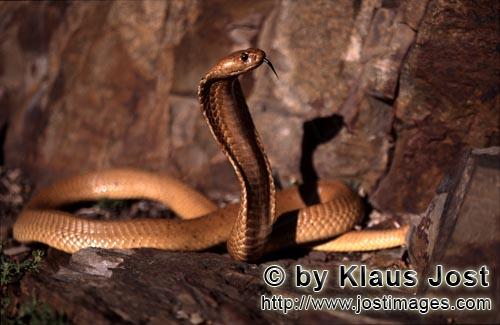 Kapkobra/Cape Cobra/Naja nivea        Impressively beautiful Cape Cobra    