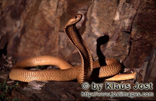 Kapkobra/Cape Cobra/Naja nivea        Imposing Cape Cobra