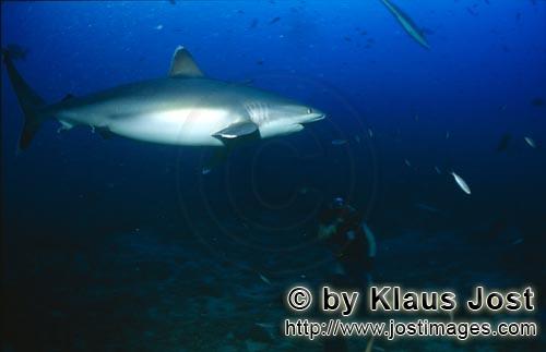 Silvertip shark/Carcharhinus albimarginatus        Diver observed silver tip shark            