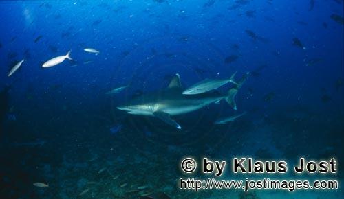 Silberspitzenhai/Silvertip shark/Carcharhinus albimarginatus        Silvertip shark at Shark Reef in