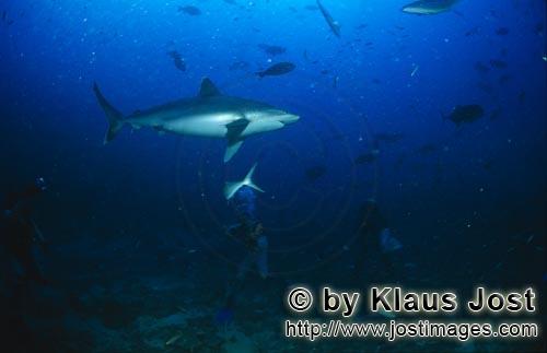 Silvertip shark/Carcharhinus albimarginatus        Divers watch a silver tip shark    