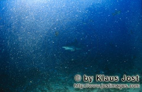 Silvertip shark/Carcharhinus albimarginatus        Silver tip shark swims through air bubbles    