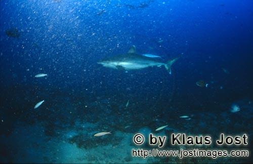 Silvertip shark/Carcharhinus albimarginatus        Silvertip shark glides through the water at Shark