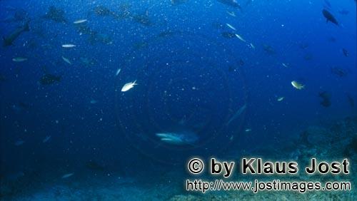 Silvertip shark/Carcharhinus albimarginatus        Silver tip shark approaching the Shark Reef    
